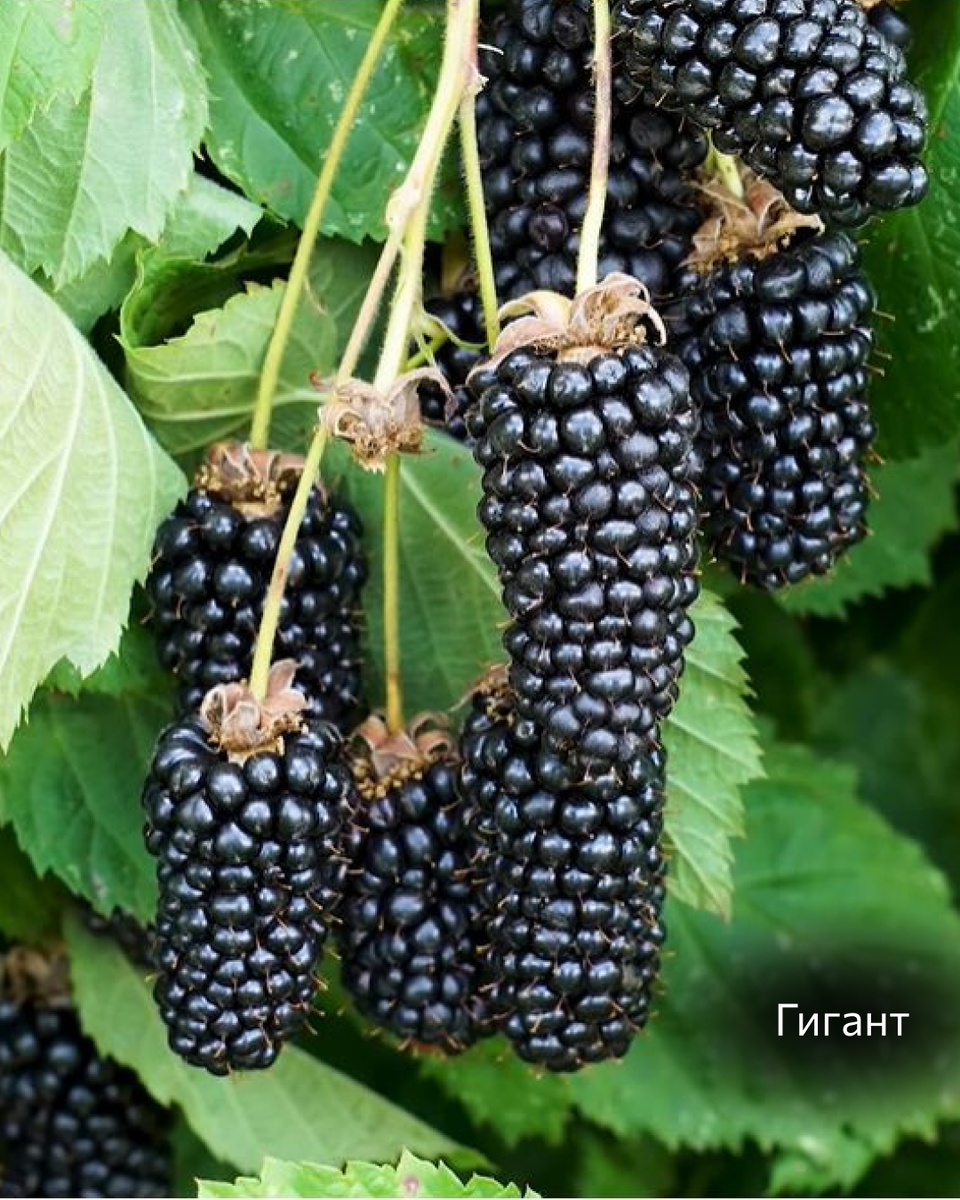 Ежевика бесшипная Гигант