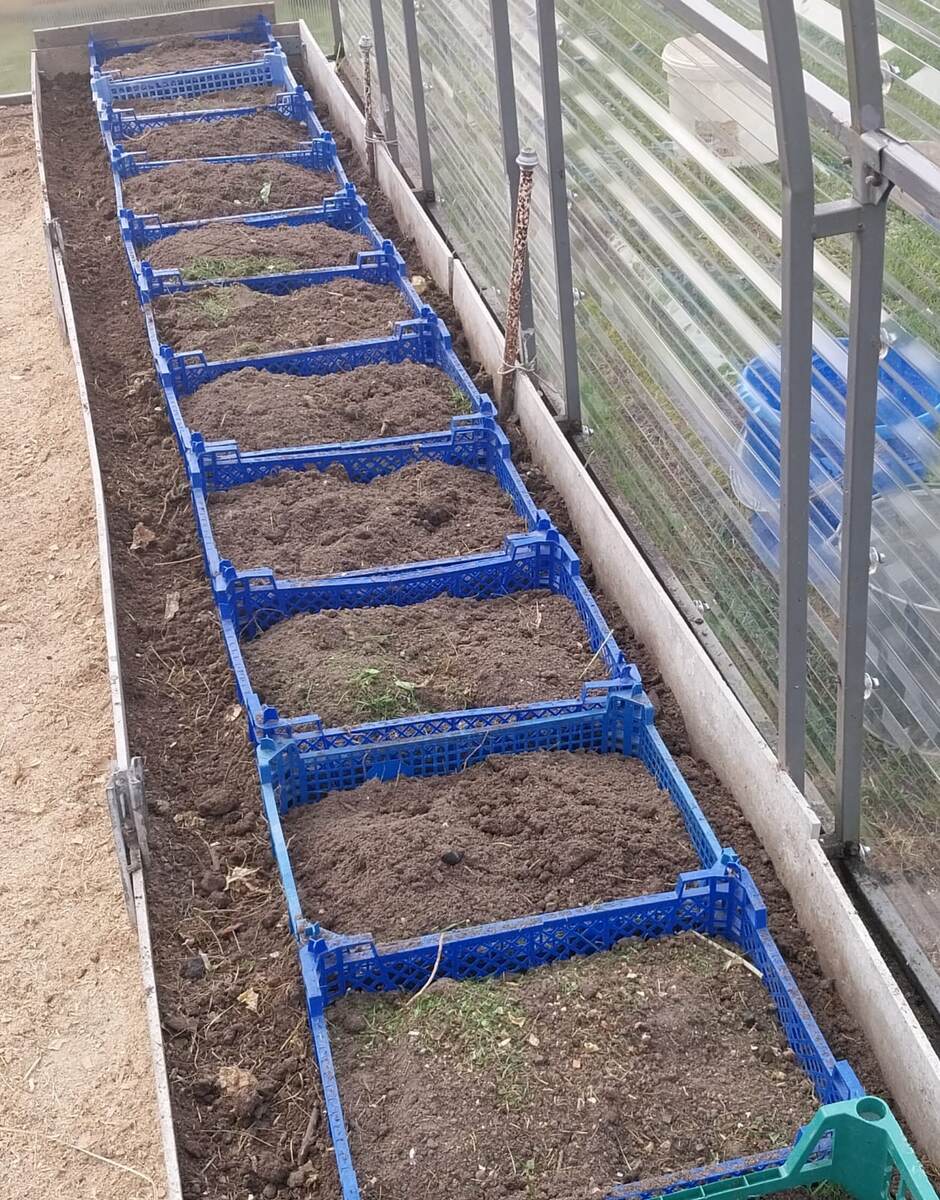 Подготовила грядку в теплице. В ящиках легко обогащать почву, ухаживать за помидорами.