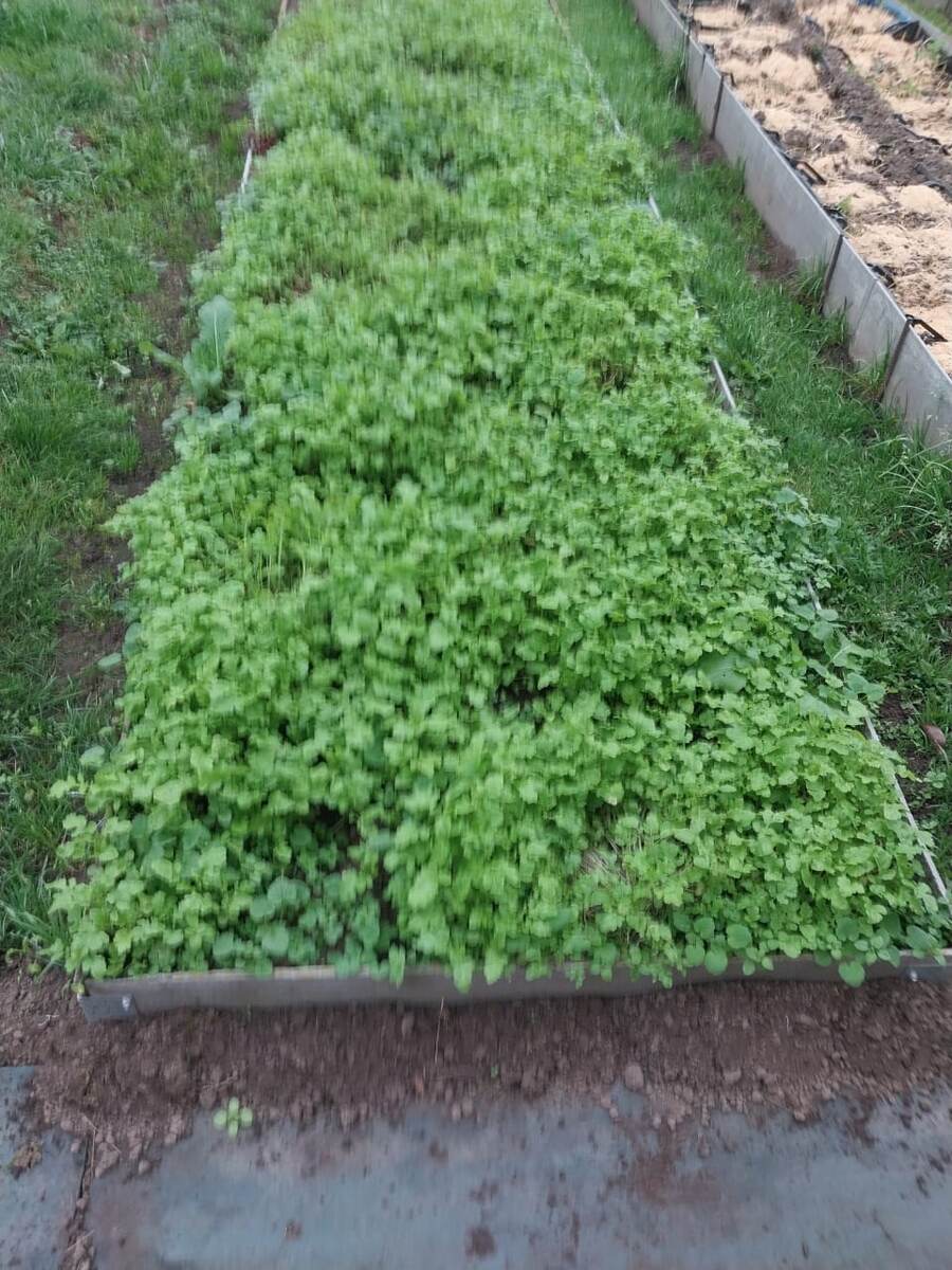 Обязательно засейте освободившуюся от посадок грядку полезными сидератами