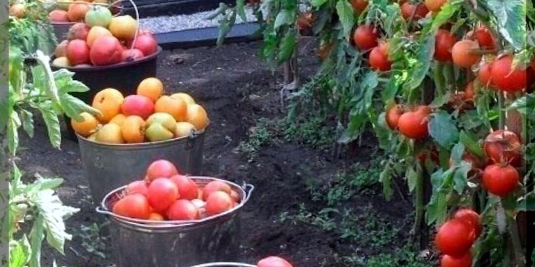 Томаты которые рекомендуют опытные дачники: лучшие сорта и гибриды томатов для теплицы и открытого грунта. Часть 1