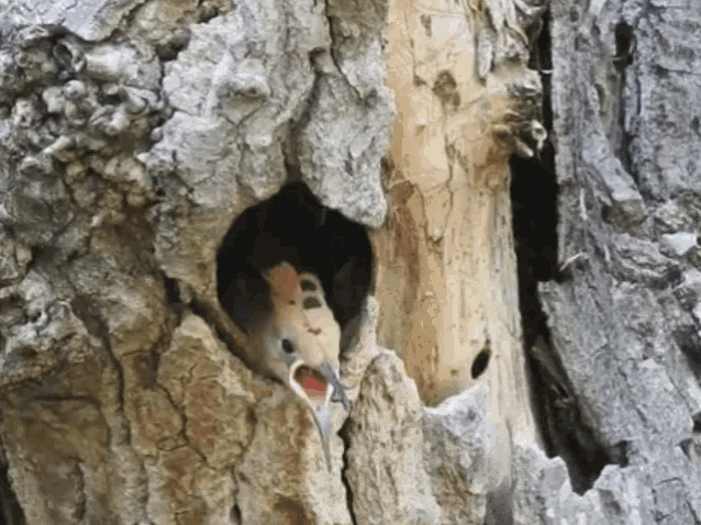 Удод (Upupa epops)