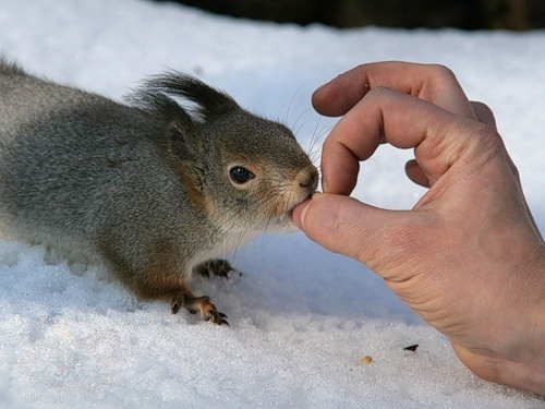 Укус белки: невинная шалость или скрытая угроза? Исчерпывающее руководство к действию