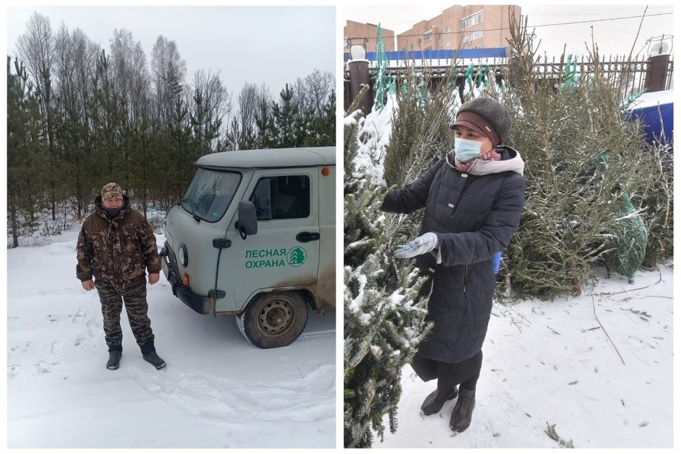    За незаконную ёлку придётся заплатить в два раза больше. Фото: ГКУ РО "Спасское лесничество".
