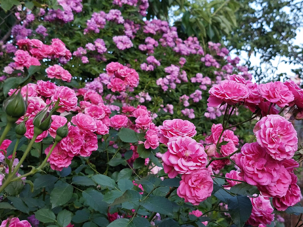 мои розы . Эльмшорн 