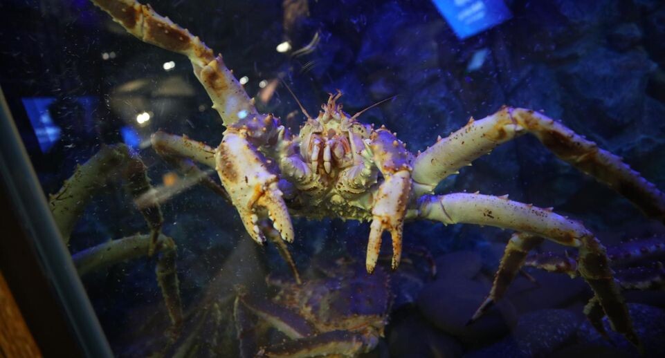    Lantyukhov Sergey/news.ru / www.globallookpress.com