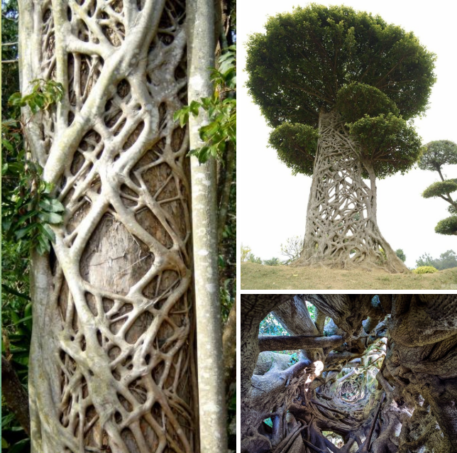 Фикус душитель