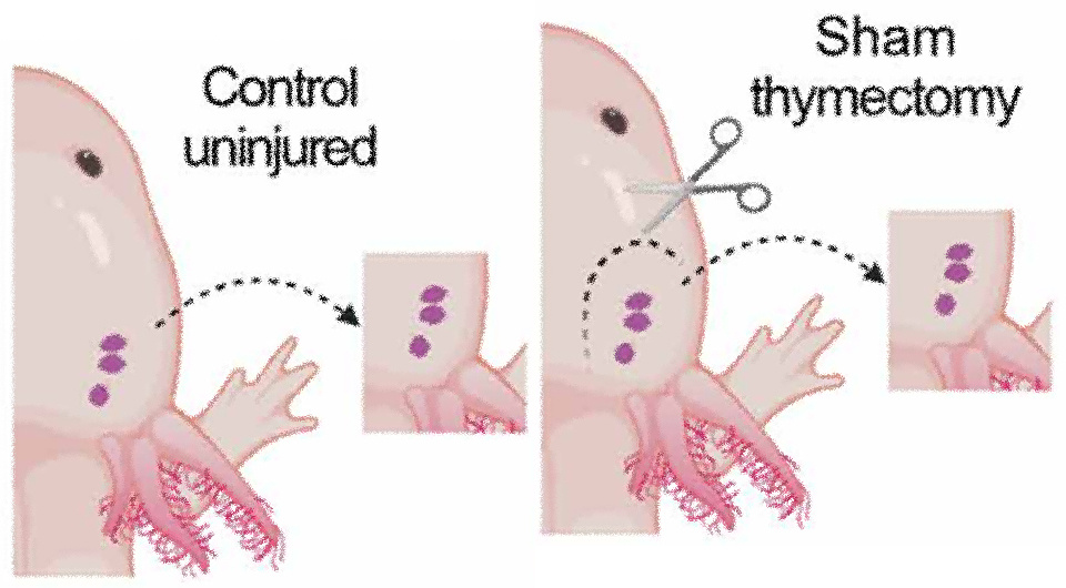   Anna Czarkwiani et al. / Science Immunology, 2025