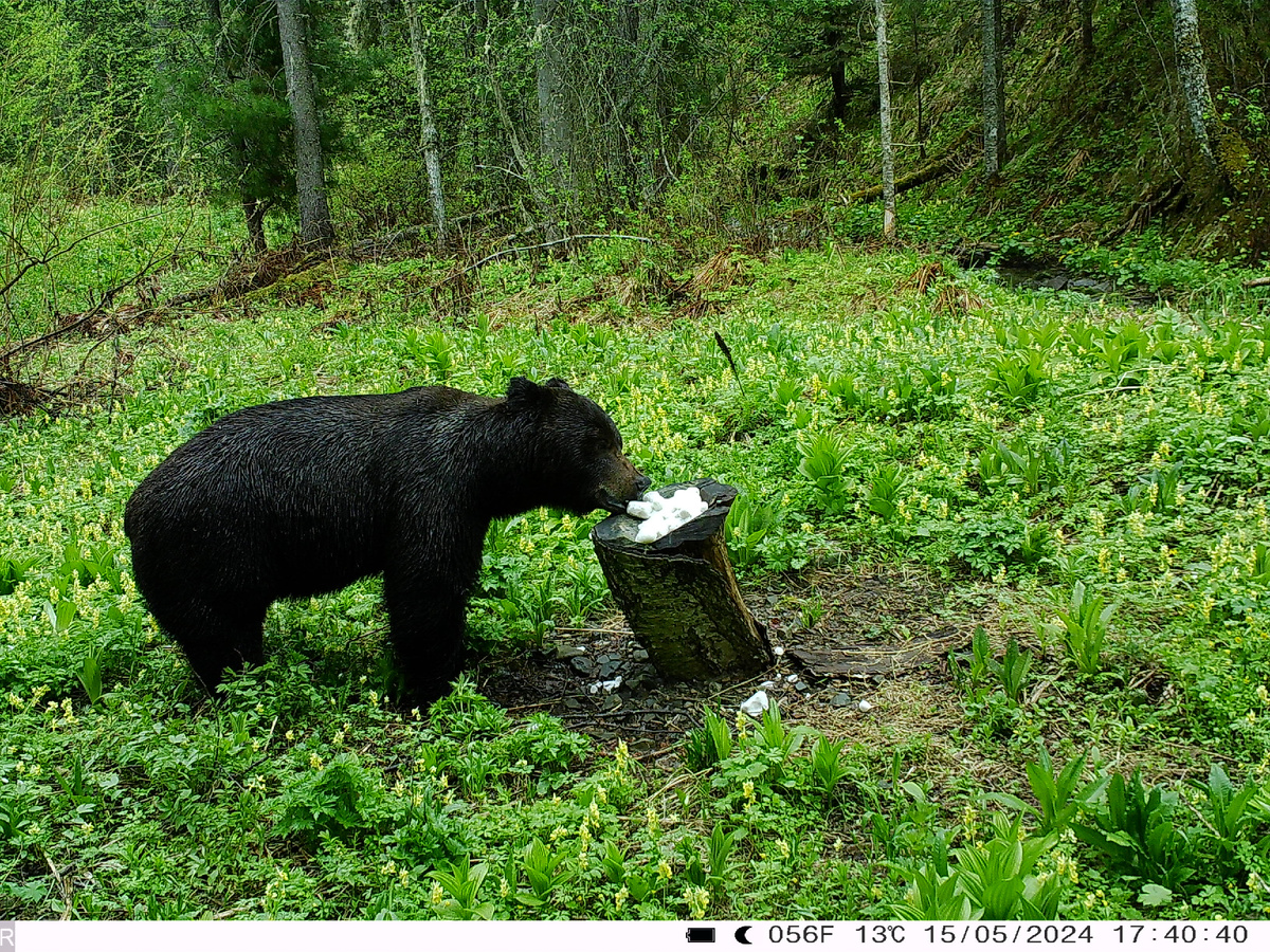 фото с фотоловушки