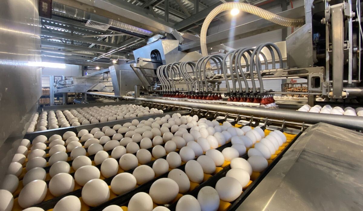     Сортировочный цех птицефабрики. Источник: АОН Автор фото: Никита Белов