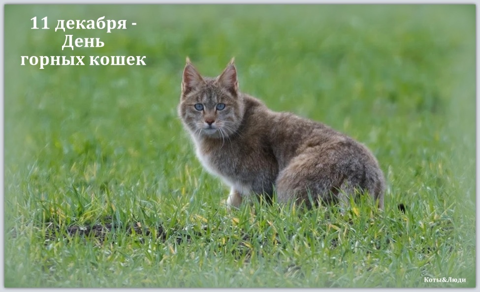 Китайская (гобийская) кошка. Коллаж автора. Источник фото: sciencenews.org