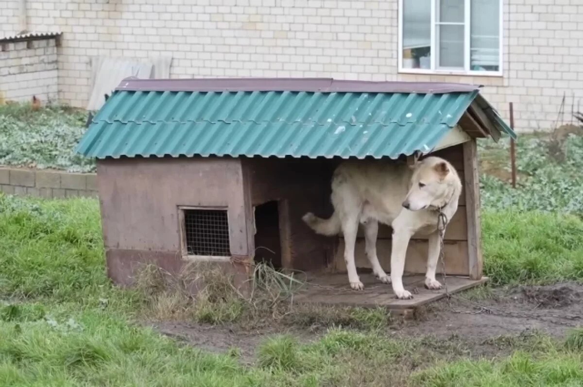    В Махачкале назвали проблему с бродячими собаками решенной на 90 процентов