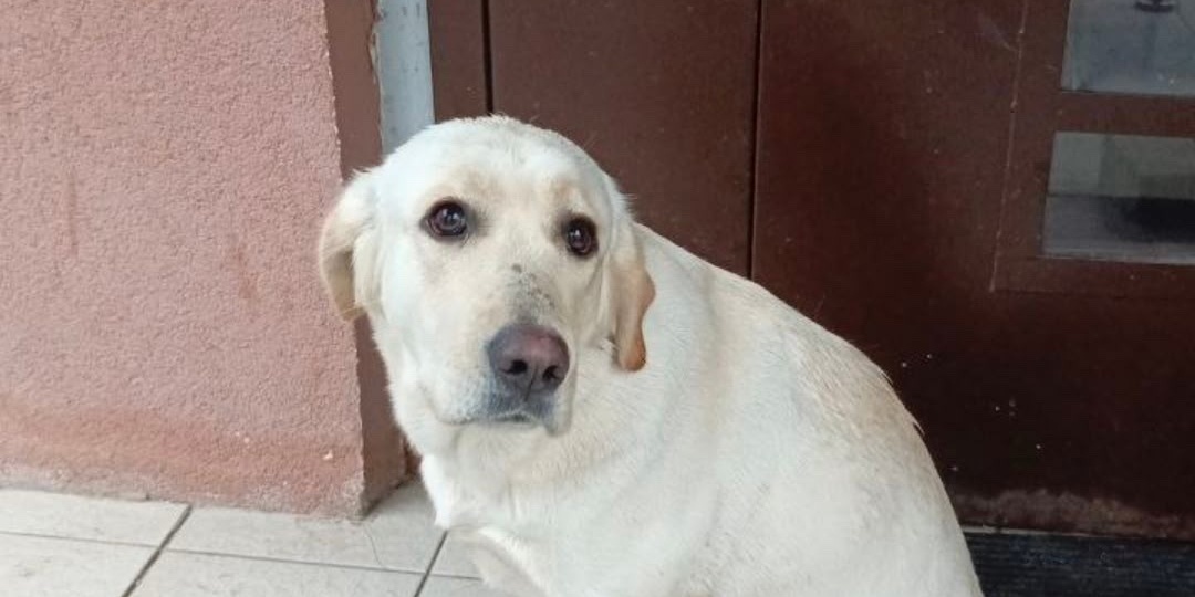 Дождливый день, разбитое сердце… и шанс для Беллы!