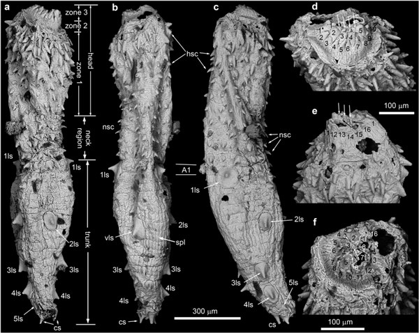 Eokinorhynchus rarus — древнейший представитель киноринхов. Видны: интроверт со скалидами (на изображениях справа), голова (head), шейный отдел (neck region), сегментированная кутикула (trunk), на которой торчат пять рядов крупных шипов (1ls–5ls). Рисунок из обсуждаемой статьи в Scientific Reports