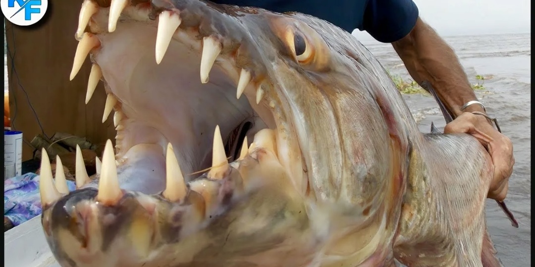 Тигровый голиаф — рыба, которая способна сожрать крокодила