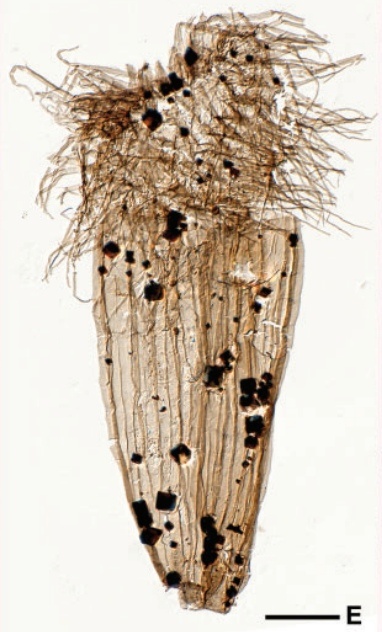 Окаменевшая эолорика (увеличение).