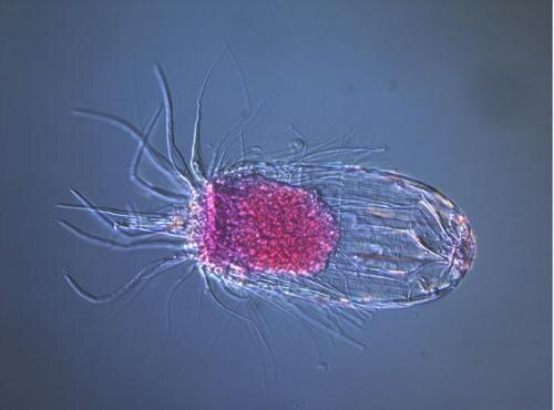 Современный представитель лорицифер.