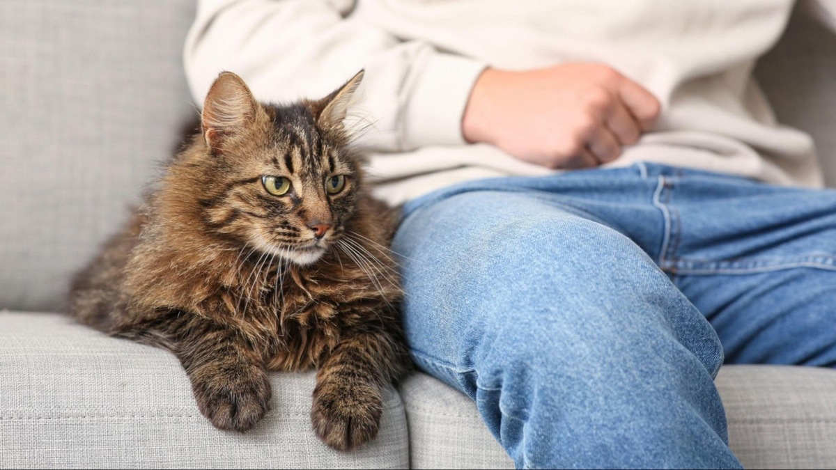    Кошки воспринимают нас как часть своей социальной группы