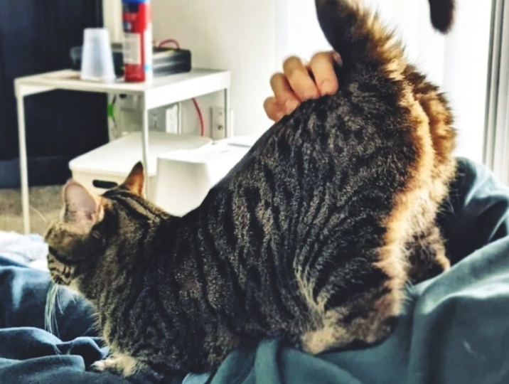 Отверг самое ценное. Обижается ли кошка, если человек отстраняет ее зад от своего лица