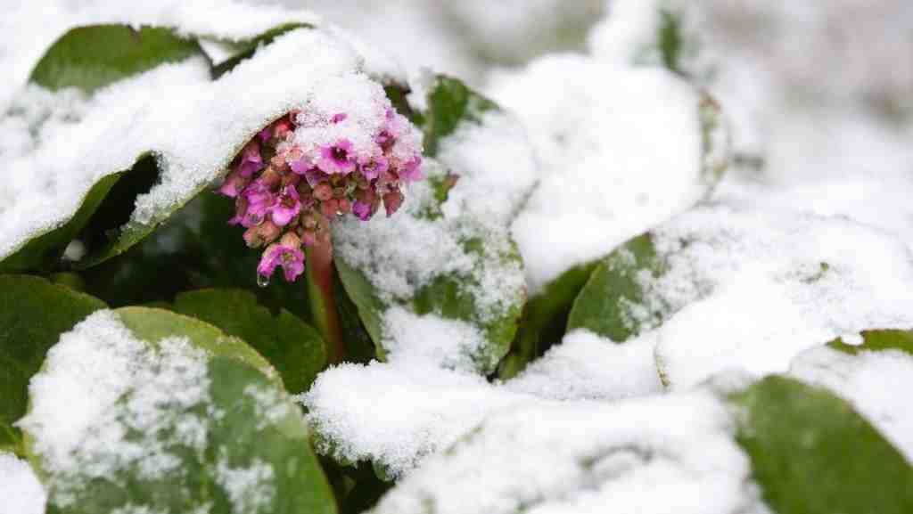 Бадан зимой