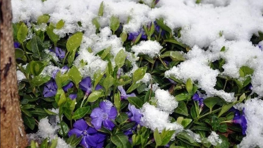 Барвинок зимой