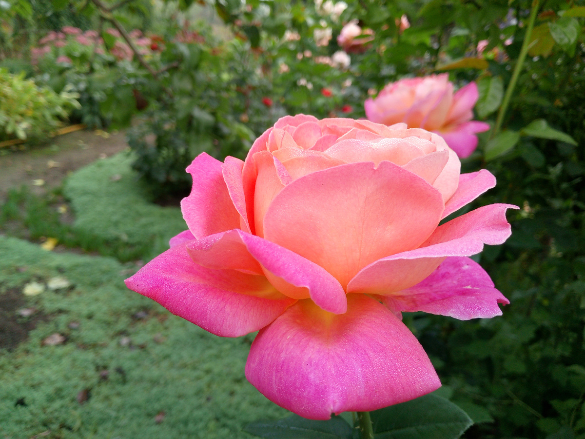 Ч/г роза "Чикаго Пис"