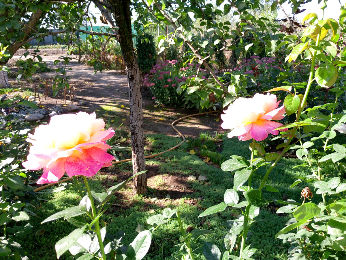 "Чикаго Пис".