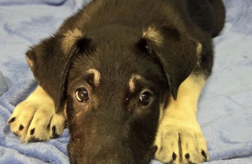 Снупик. Ему не досталось шанса на семью