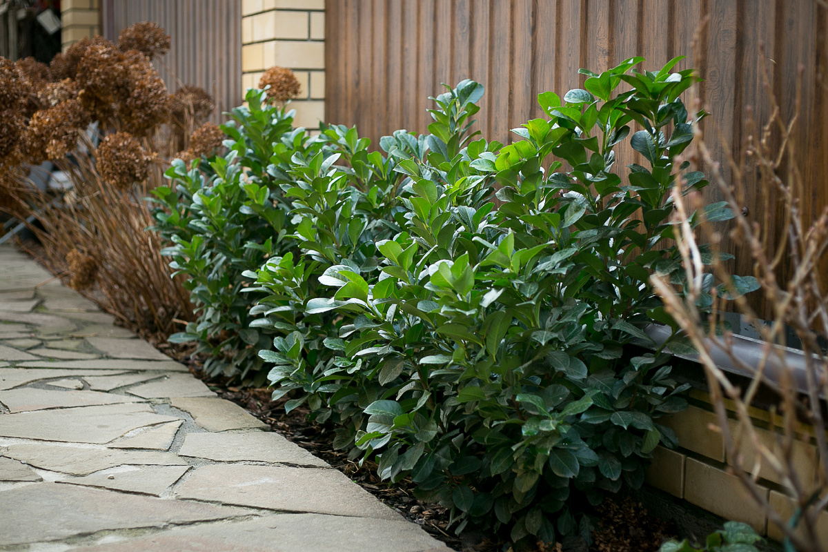 Автор фото Елена Якимова / Greenfingers