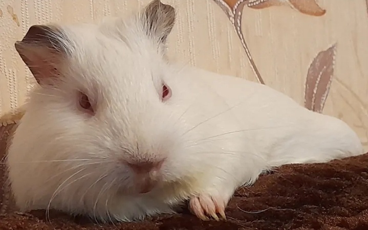 С любовью,Бэлла❤️❤️❤️❤️