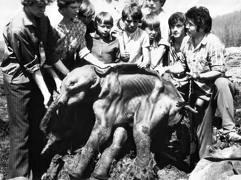 1977 год. Находка мамонтенка в долине ручья Дима. Фото: В. Юрин. Источник: pastvu.com