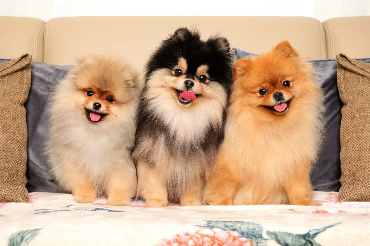 Типы померанского шпица