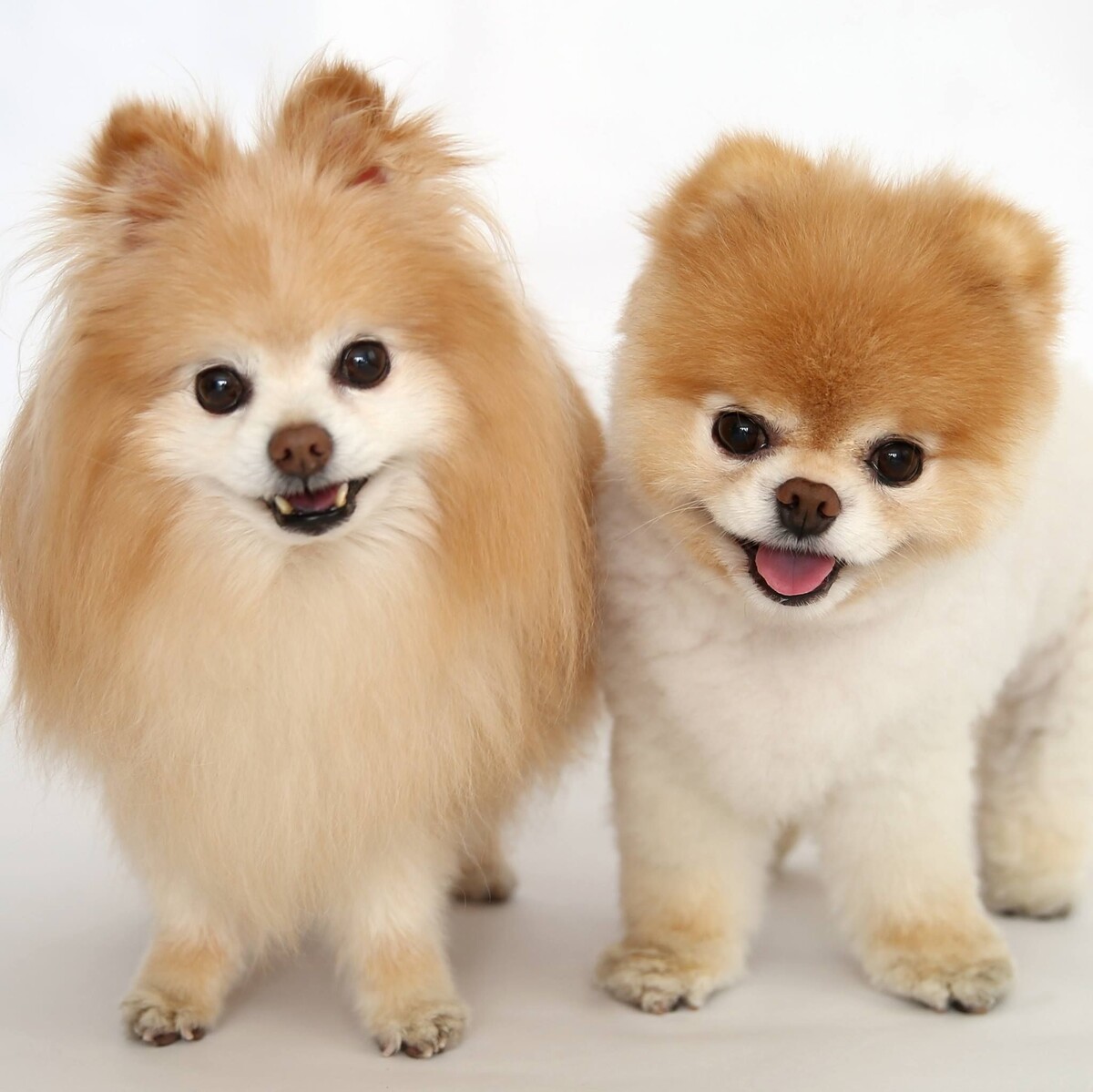 Типы померанского шпица