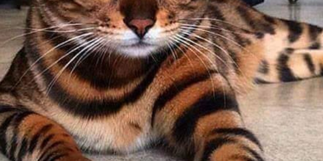 Кошачьи истории. Интересные случаи и удивительные факты из жизни наших пушистых друзей.