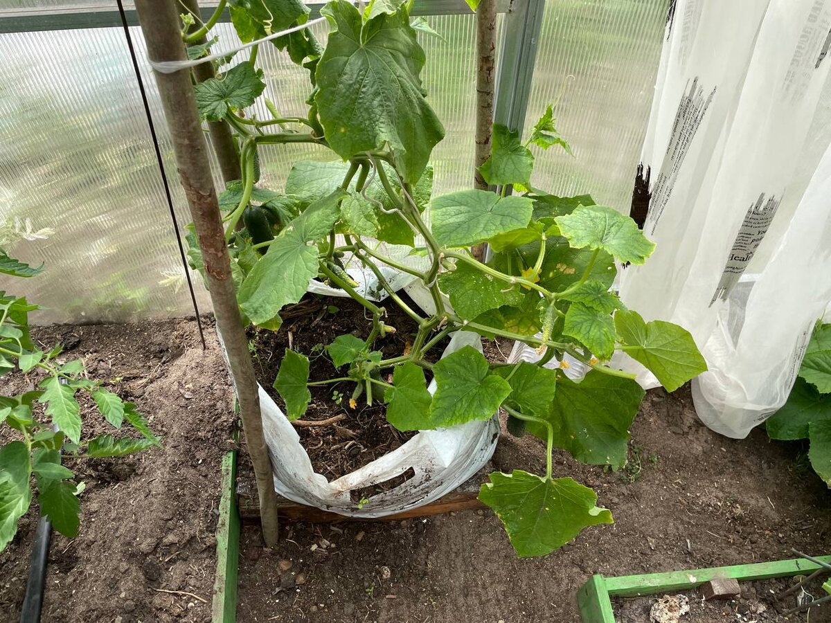 Свои огурцы в 2025 году я посеяла 1 апреля 😂 Фото автора для иллюстрации