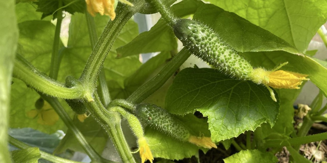 Холод огурцам не помеха: быстрый урожай помогла собрать уловка с травой