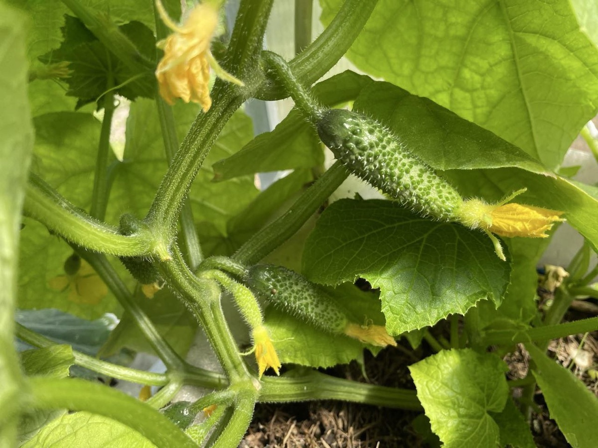 Плодоносят огурцы, посеянные 1 апреля. Фото автора 