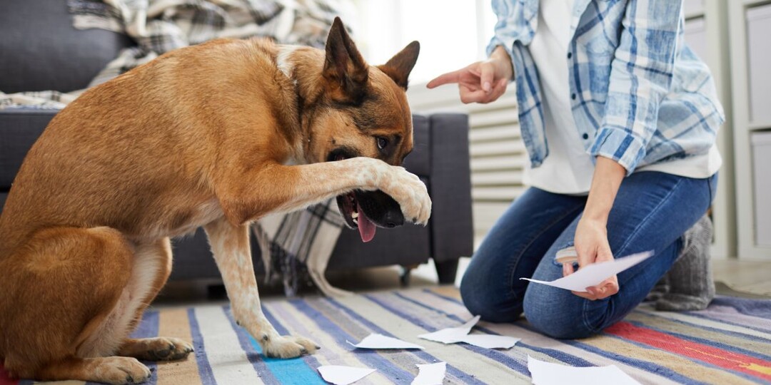 Не ругайте собаку, если опоздали: как работает «Правило 3-х секунд»