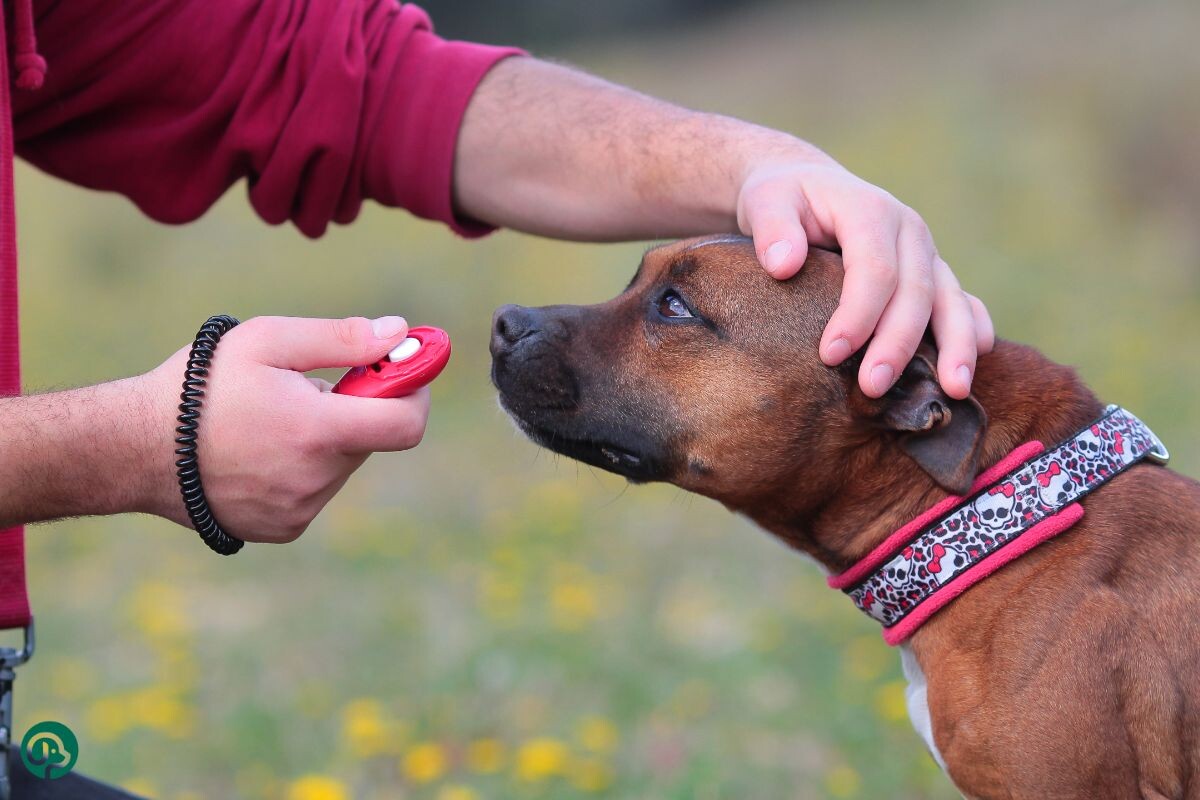 Кликер-тренинг