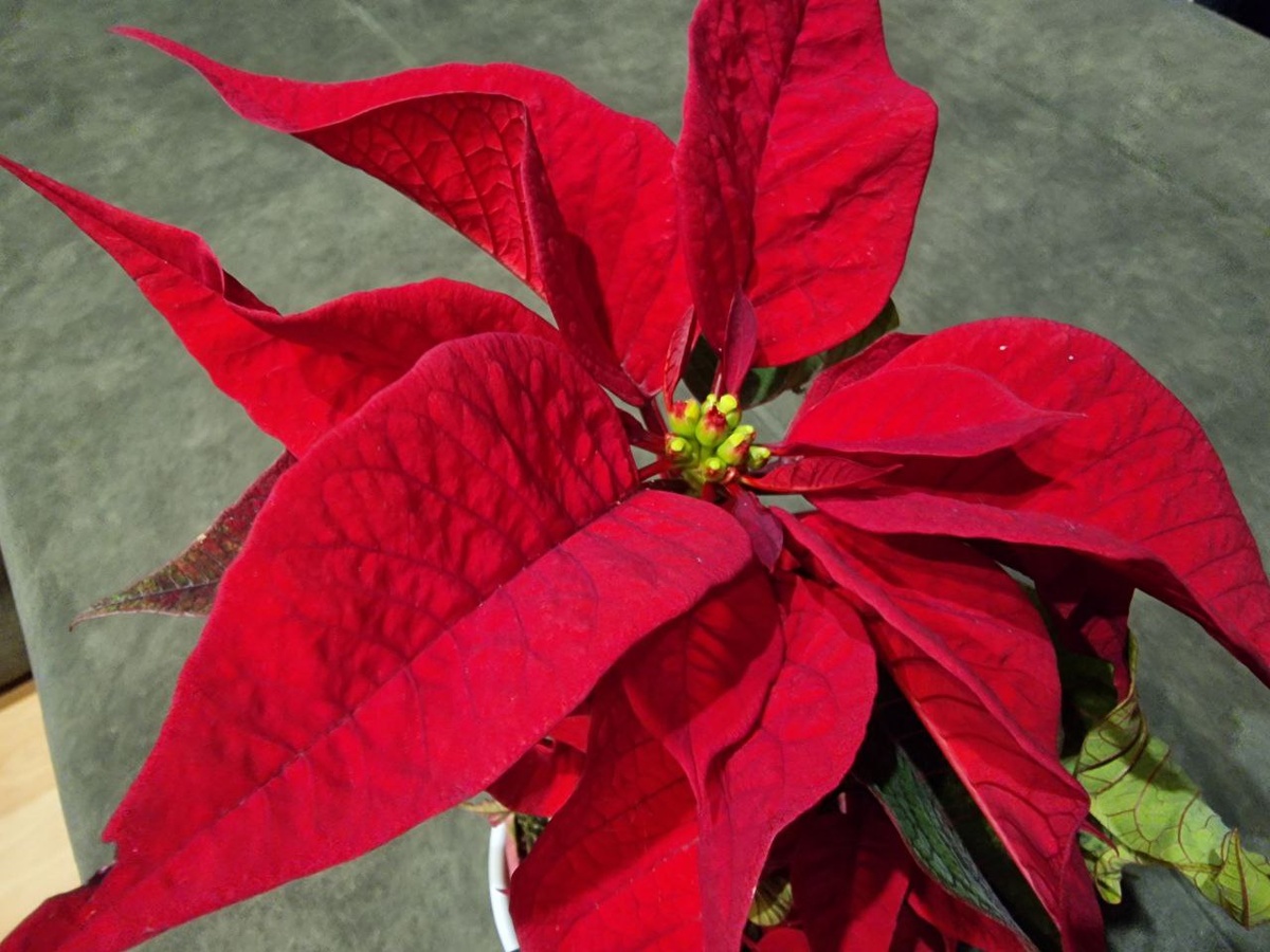 фото автора: у этой вот листики скукожились..вряд ли долго выживет