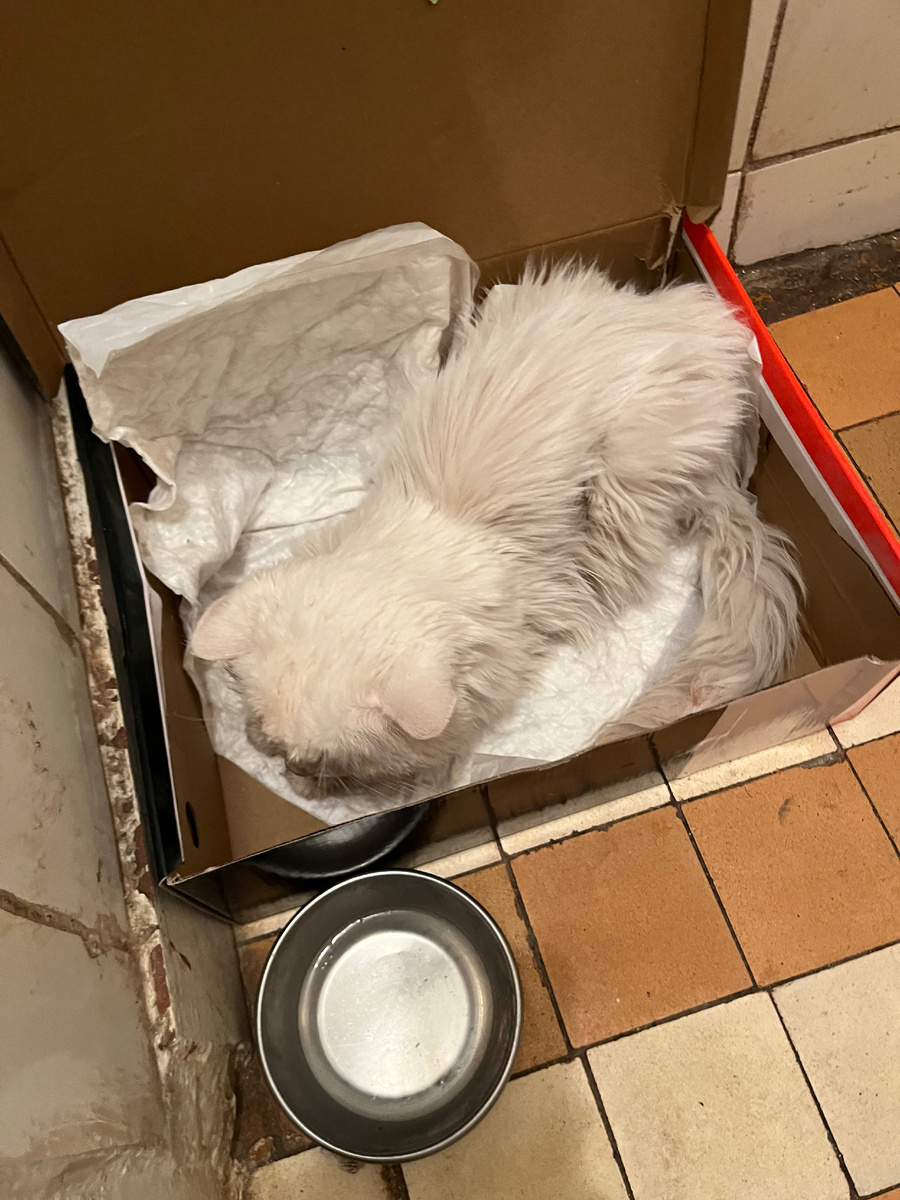 Лежать в вонючем лотке коту нравится больше