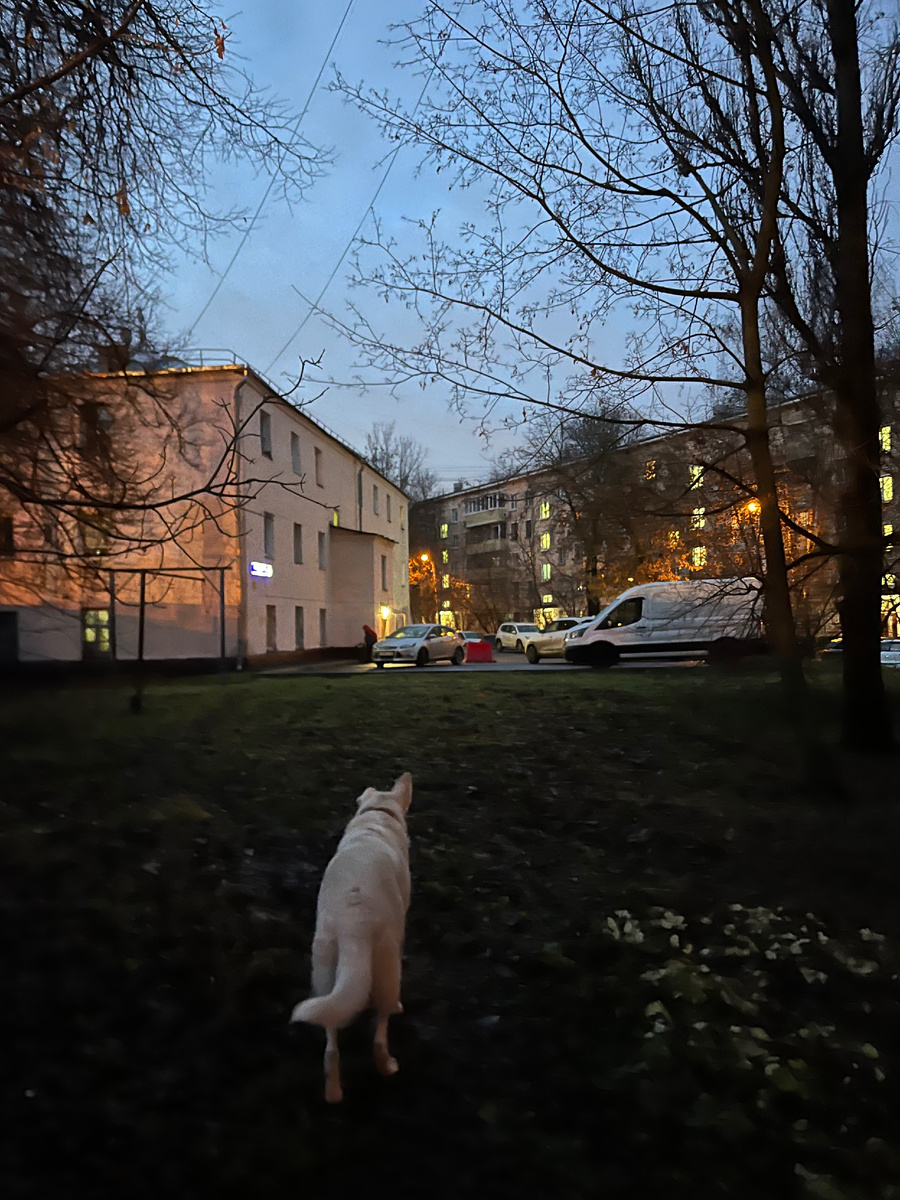 Кроме Белого у меня еще есть Альба, Белка, Астра, Симка, Енотка и Малой. И рыбки.