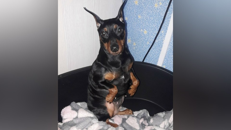 С замахом ударила об асфальт и потащила: Женщина жестоко избила пинчера по кличке Габби в Ленобласти