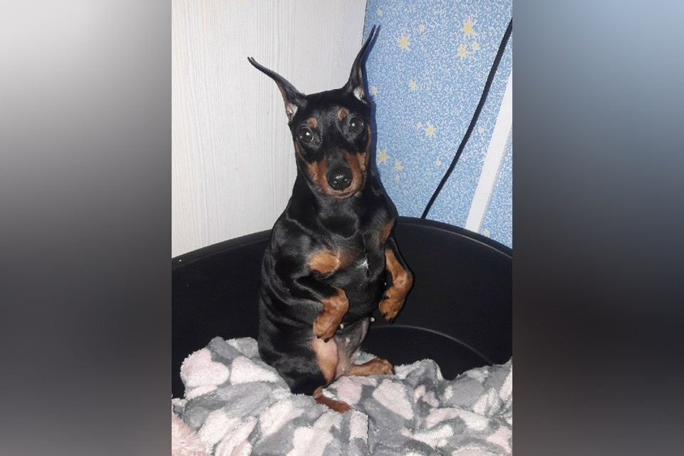    Цветпитчер по кличке Габби была из приюта. Фото: vk.com/wall70007925_9127