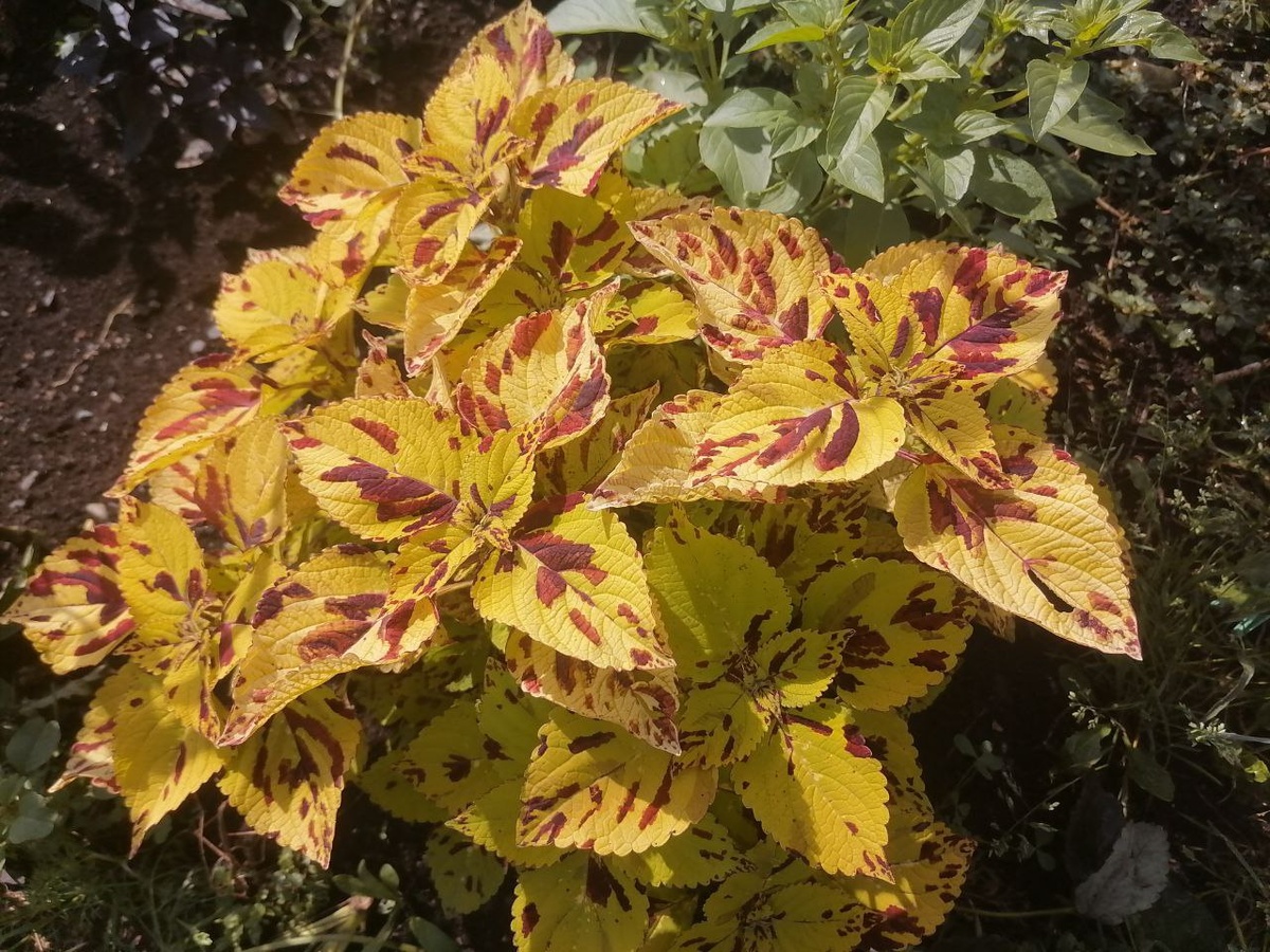 Мой первый колеус - Wizard Mosaic, август 2024