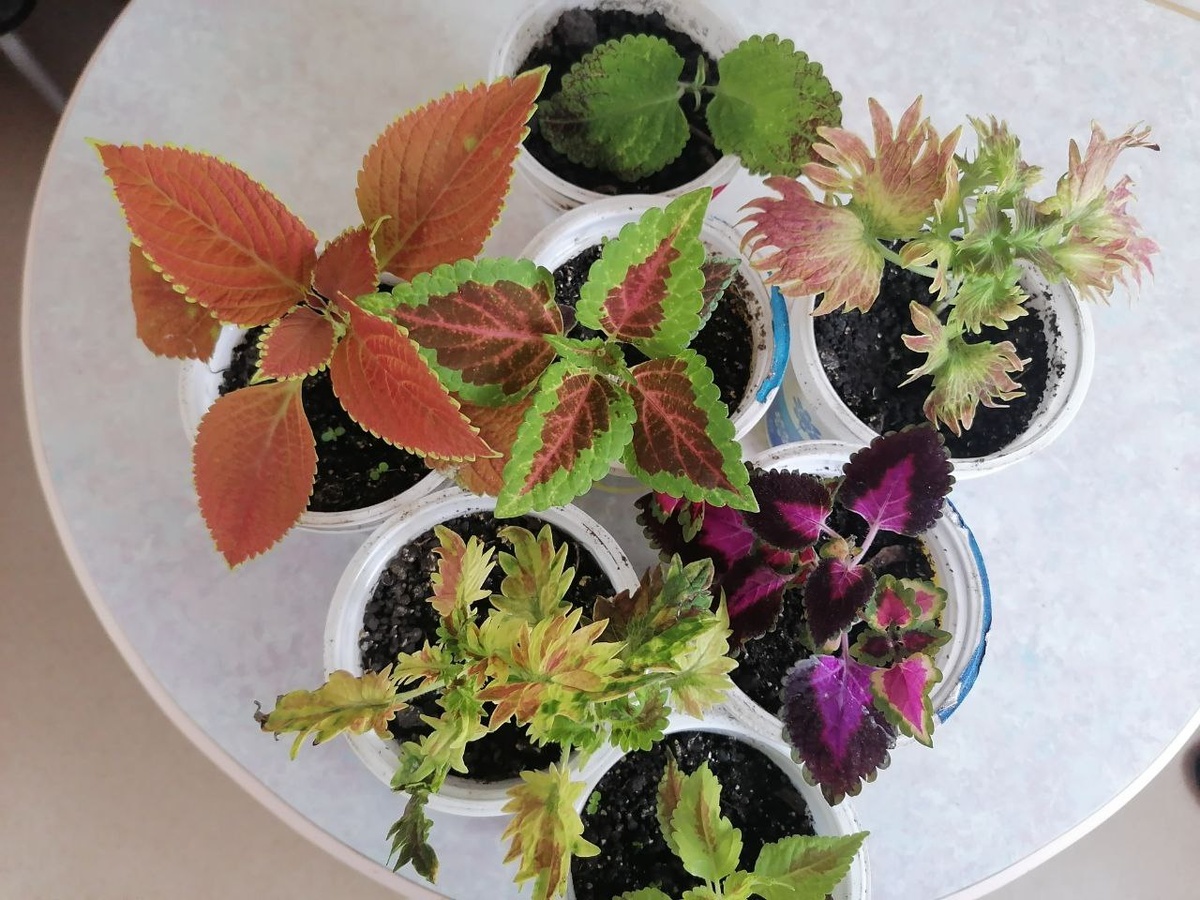 Колеусы дома. Февраль 2025