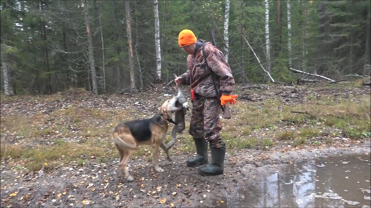 Русская гончая Аргон вл. Шатров В.А.
