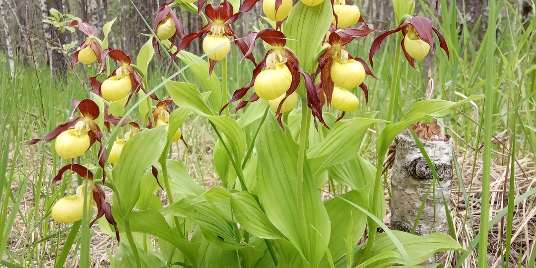 Дикие орхидеи Дюкинских карьеров (не в сезон)