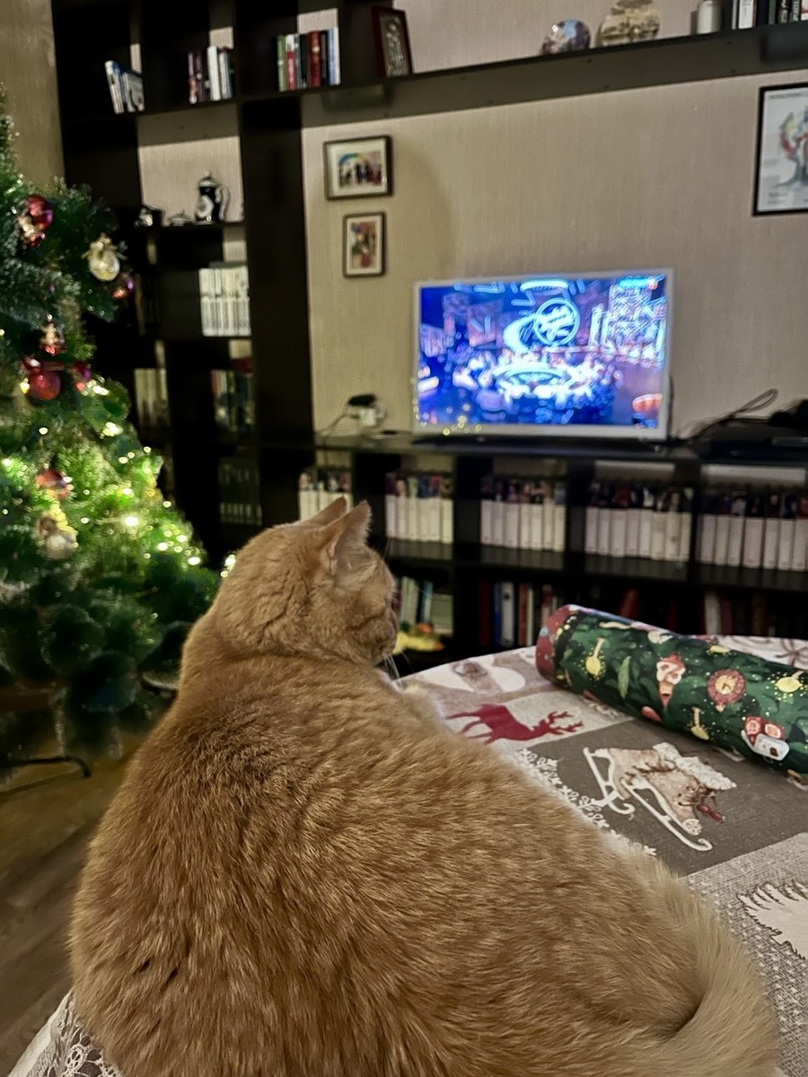 Это лучший друг Лизы - Капитан Рысик. Он не считает доходы и расходы. Он просто хорошо кушает. 