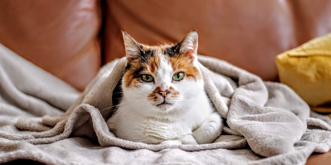 Невидимая обида: чего стоит избегать, чтобы не потерять доверие кошки