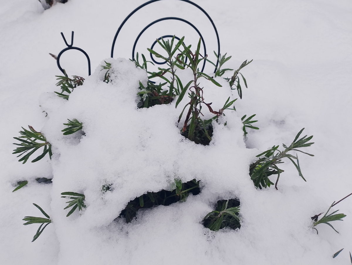 Утро.Лаванда в снегу. Фото автора